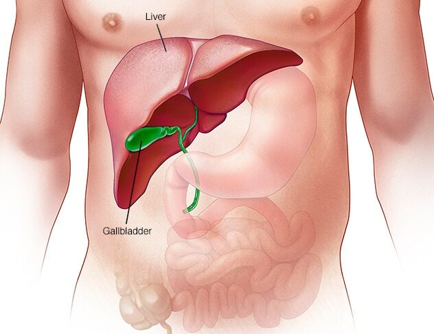 Liver Transplant Surgery India – MediGlobal Experts